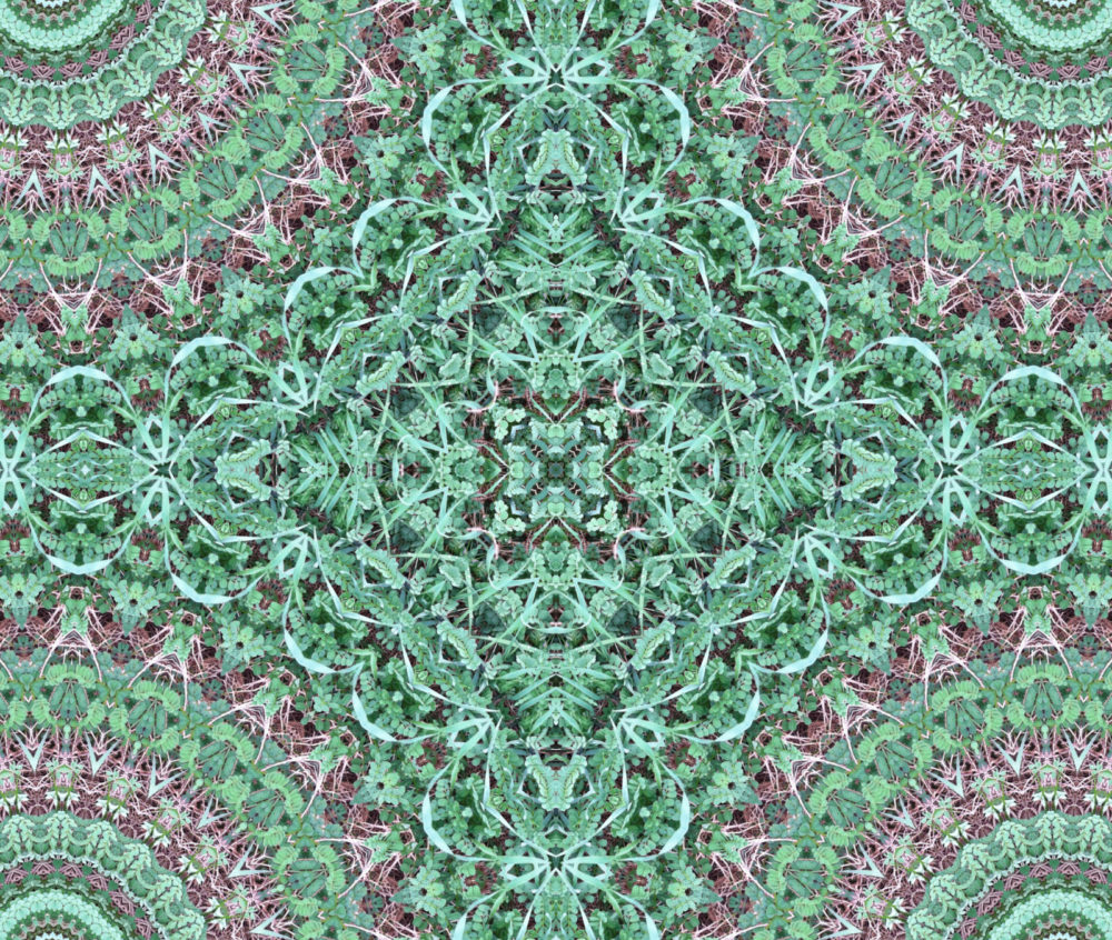 DMT ayahuasca webinar ICEERS ADF course